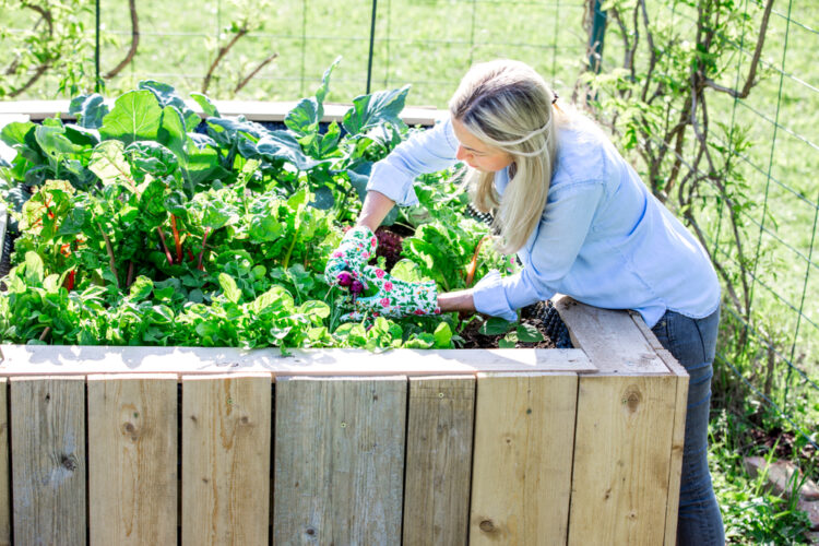 Grandparents, Transform Your Golden Years into Green Thumbs with Raised Garden Beds!