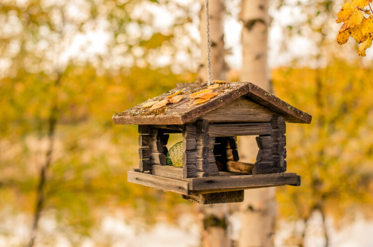 Craft a Backyard Bird Haven: Homemade Bird Feeders for All Skill Levels